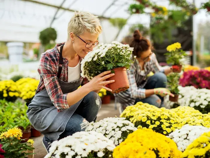 Florist kneels among colorful chrysanthemums in a greenhouse, City Service Connect empowers small business owners